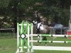 jumper Abony 4 (Belgian Warmblood, 2007, from Asca Z)