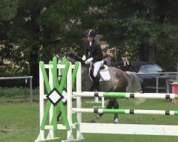 jumper Abony 4 (Belgian Warmblood, 2007, from Asca Z)