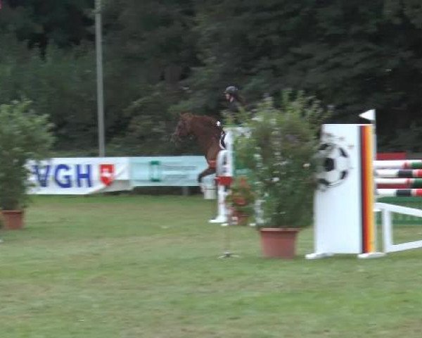 Springpferd Champen (Deutsches Sportpferd, 2007, von Casado)