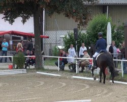 dressage horse Contissimo 2 (Hanoverian, 2007, from Contendros Bube)