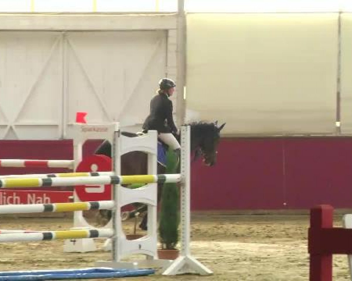 jumper Apple Jack 12 (Holsteiner, 2007, from Acolord)