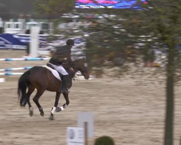 jumper Dilara 11 (Hanoverian, 2008)