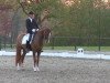 dressage horse Romeo 795 (Hanoverian, 2007, from Royal Blend)