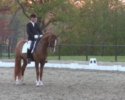 dressage horse Romeo 795 (Hannoveraner, 2007, from Royal Blend)