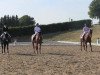 dressage horse Fallaroy (Westphalian, 2007, from Fürst Piccolo)