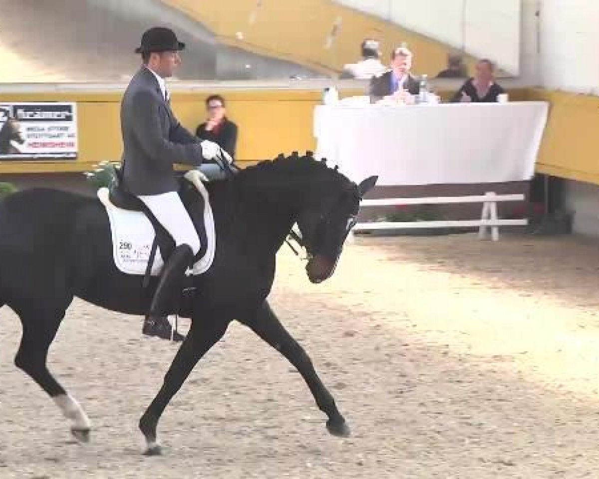 broodmare Highness Highlight (Hanoverian, 2004, from His Highness)