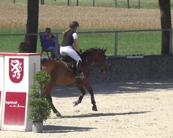 jumper Dragund (Brandenburg, 2000)