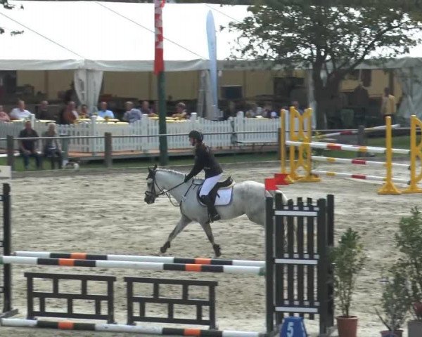jumper No Name 47 (German Riding Pony, 2009, from Nuts)