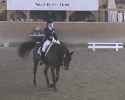 dressage horse Zhivago (KWPN (Royal Dutch Sporthorse), 2004, from Obelisk)