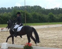 dressage horse Namigo (German Riding Pony, 2008, from Nagano)