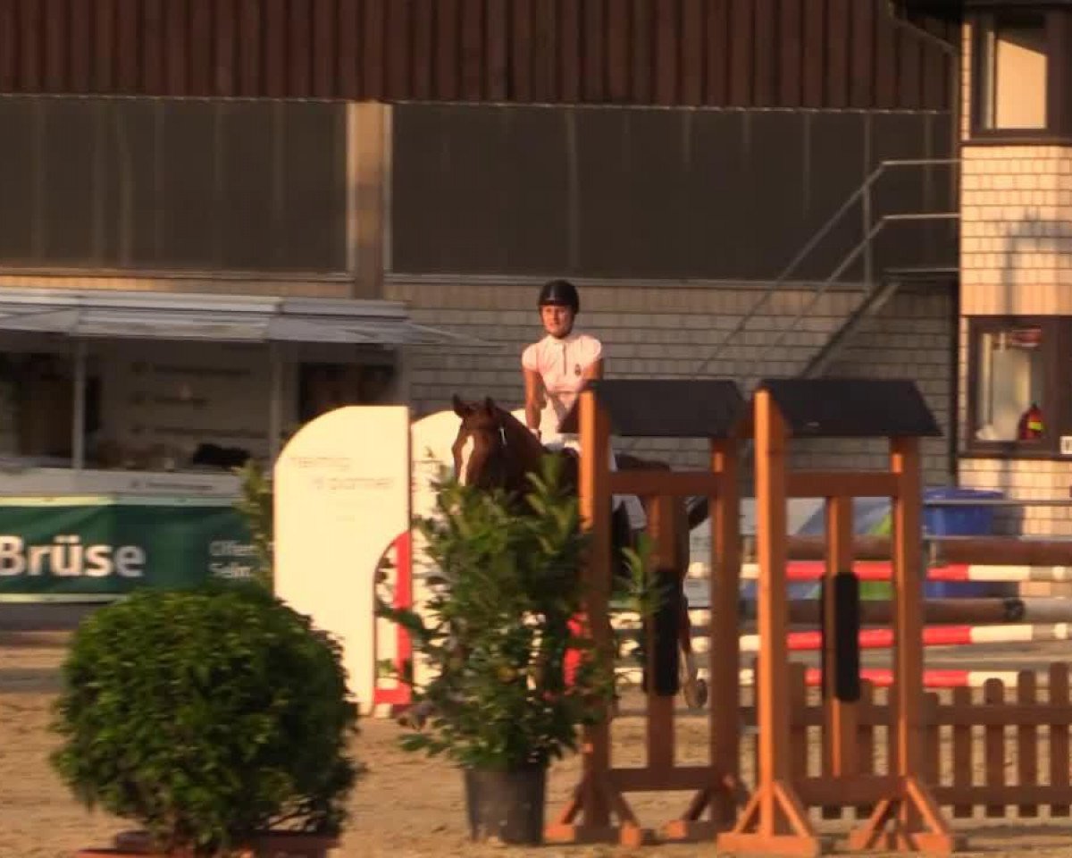 jumper Frodo The Hobbit GH (Hanoverian, 2001, from Fly High)