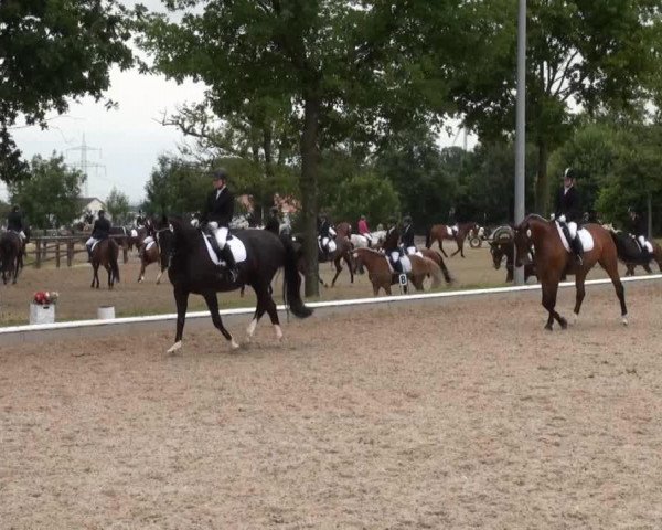 dressage horse Esprit de Fleur (Westphalian, 2008, from Ehrenpreis)