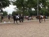 dressage horse Esprit de Fleur (Westphalian, 2008, from Ehrenpreis)