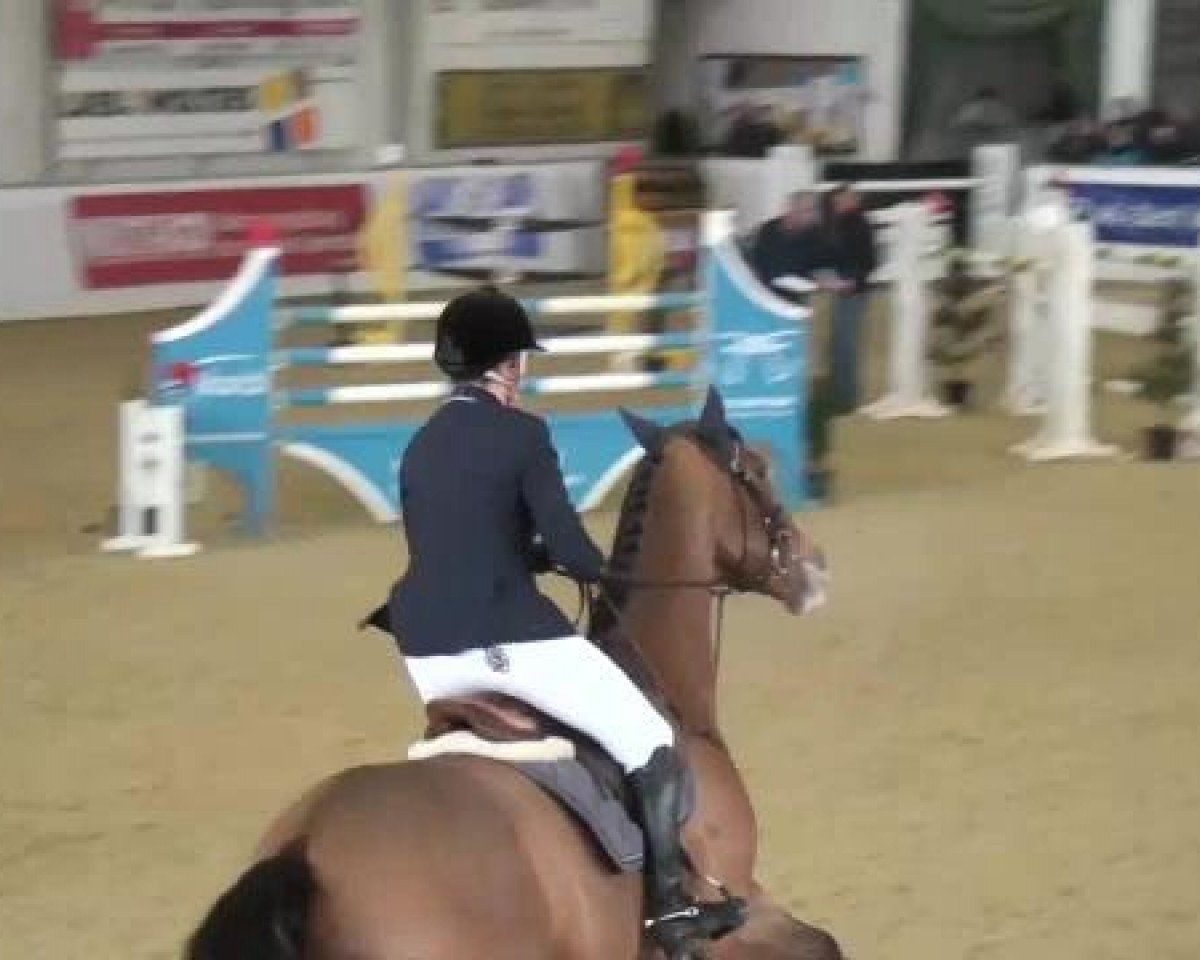 jumper Asterix X (KWPN (Royal Dutch Sporthorse), 2005)