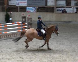 jumper Drumagoland Knight (Irish Sport Horse, 2006, from Gelvin Clover)