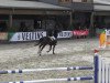 Springpferd Wolkenstein van de Zuuthoeve (Belgisches Warmblut, 1997, von Leader M)