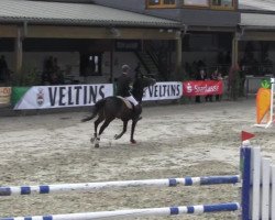 Springpferd Wolkenstein van de Zuuthoeve (Belgisches Warmblut, 1997, von Leader M)