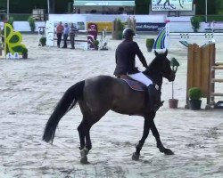 jumper Emilia (Belgian Warmblood, 2004, from Clinton)