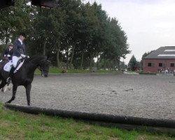 dressage horse Santiago 242 (Westphalian, 2009, from Sir Donnerhall I)