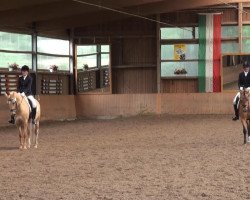 dressage horse Daily Sunshine B (German Riding Pony, 2008, from Danny Gold)