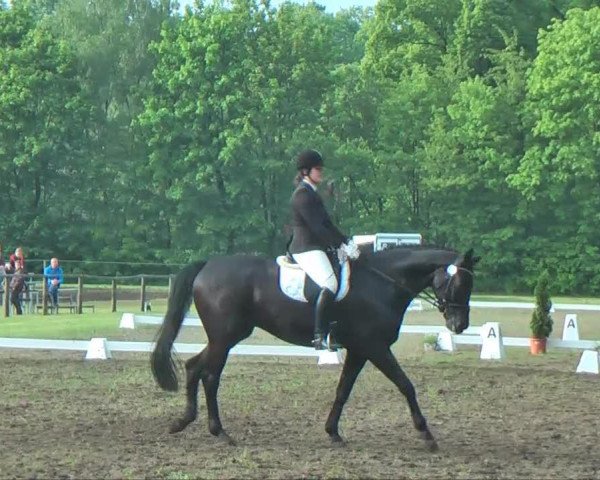 dressage horse Sansibar 94 (Westphalian, 2007, from Sir Bedo)