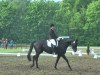 dressage horse Sansibar 94 (Westphalian, 2007, from Sir Bedo)