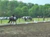 dressage horse Diamond's Diamo (Westphalian, 2008, from Diamond Hit)