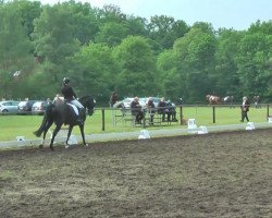 dressage horse Diamond's Diamo (Westphalian, 2008, from Diamond Hit)