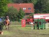 dressage horse Florida Girl 5 (Westphalian, 2008, from Fürst Grandios)