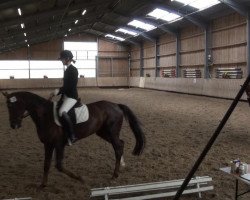 dressage horse Donna Belleza (Oldenburg, 2006, from Donnerball)