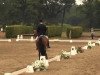 dressage horse Sandro Star 11 (Hanoverian, 2007, from Sandro Hit)