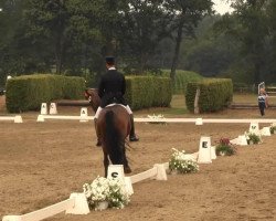 dressage horse Sandro Star 11 (Hanoverian, 2007, from Sandro Hit)