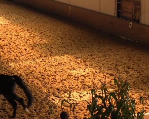 Springpferd Nicita R (Deutsches Reitpony, 2007, von No Limit)