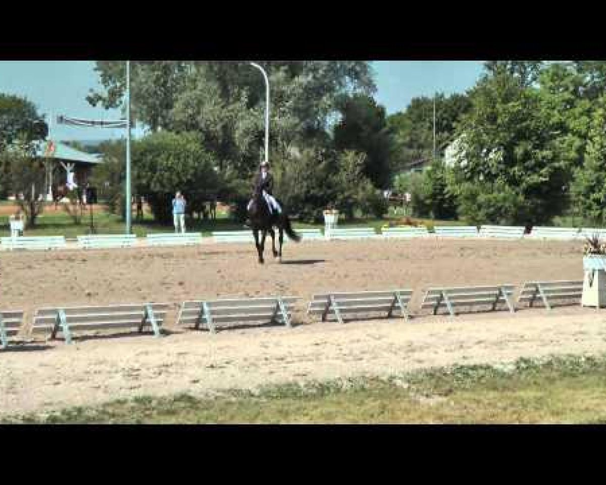 dressage horse Dossefürst (German Sport Horse, 2007, from Damon Hill)