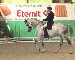 dressage horse Teglvangs West Point (Danish Warmblood, 2003, from Willemoes)