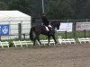 dressage horse Solitaire Black P (Hanoverian, 2008, from San Amour I)