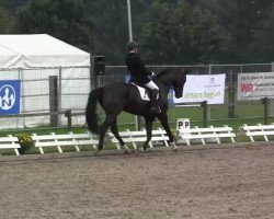 dressage horse Solitaire Black P (Hanoverian, 2008, from San Amour I)