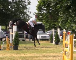 jumper El Paso 194 (Hanoverian, 2007, from Embassy I)