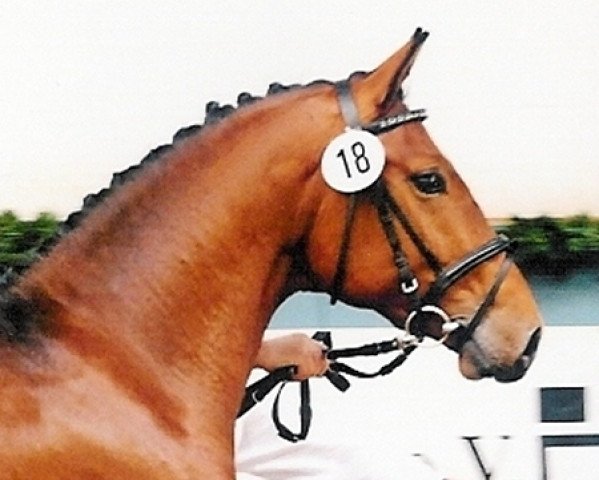 horse Riem d'impossible (Mecklenburg, 2005, from Radeberger)