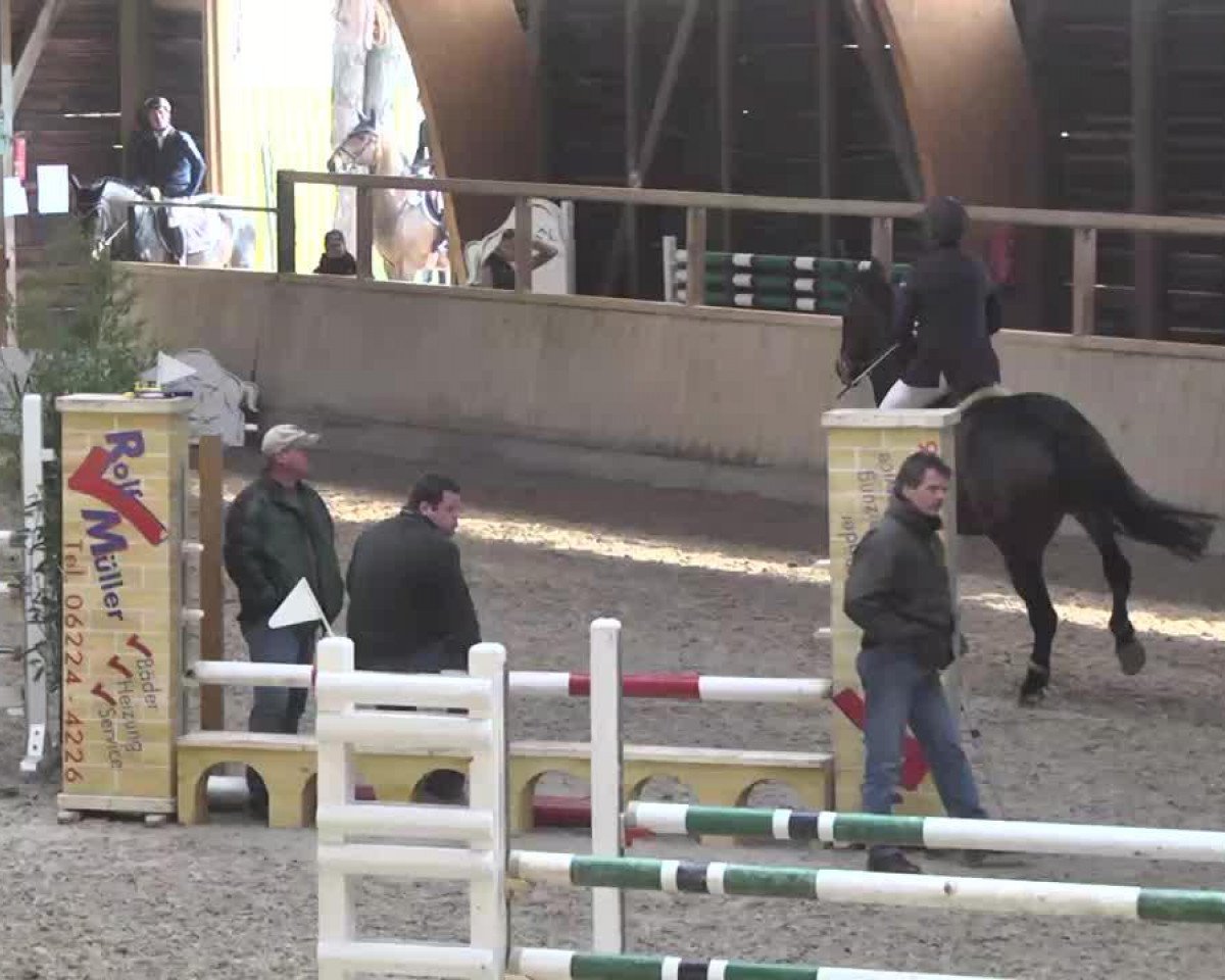 jumper Abigail 73 (Hanoverian, 2007, from Abke 4)