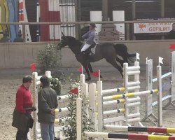 jumper Sambucca 21 (Hanoverian, 2008, from Stedinger)