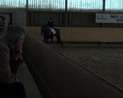 dressage horse San Antonio 19 (Westphalian, 2008, from Show Star)