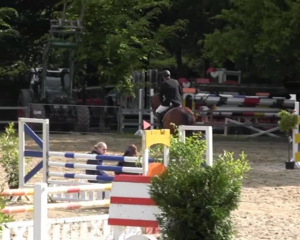jumper Quaterboy (German Sport Horse, 2008, from Quaterback)