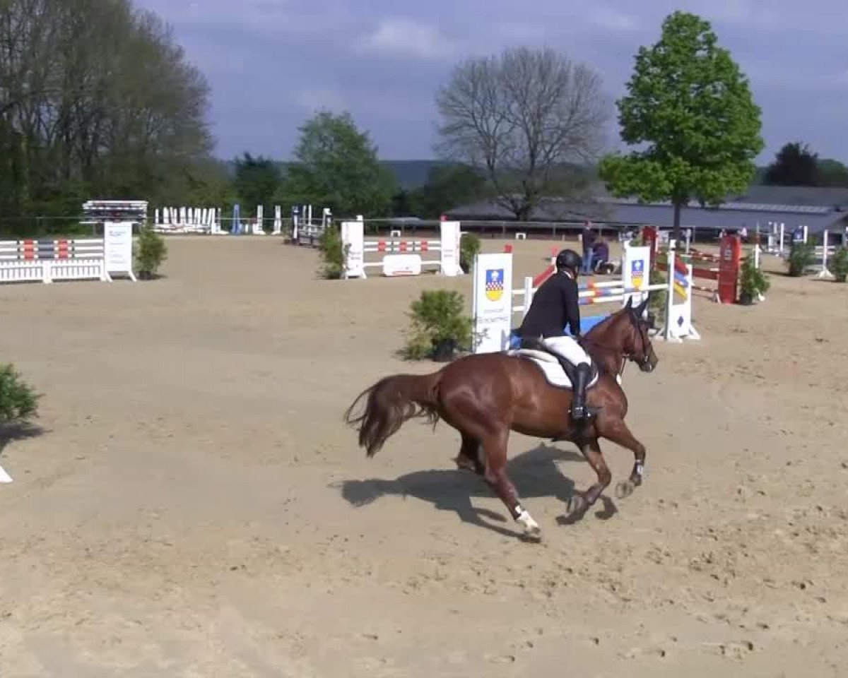 broodmare Cleo (Westphalian, 2006, from Coupe de Coeur 2)