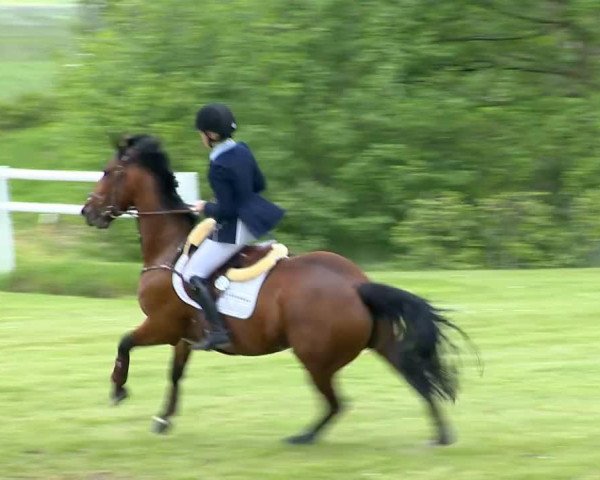 Springpferd Winnjess Opal Moon (Irish Sport Horse, 2006)
