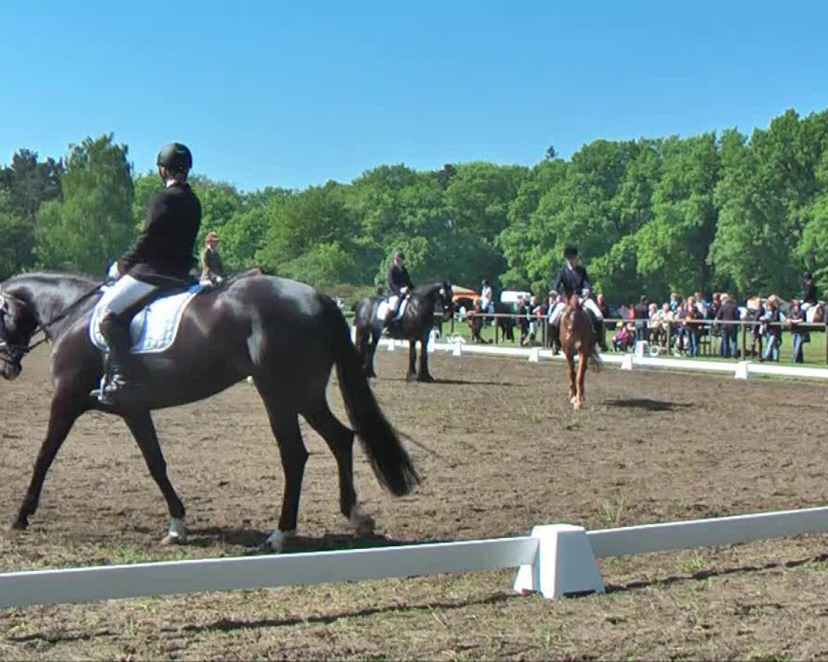 broodmare Harmonie's Highlight (Hanoverian, 2007, from Hotline)