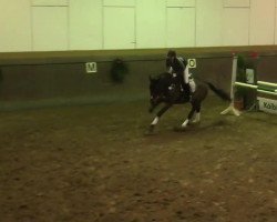 jumper A Part Of Me (Trakehner, 2006, from Wierny)