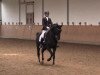 dressage horse Shamrock 72 (Oldenburg, 2007, from Sandro Hit)