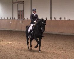 dressage horse Shamrock 72 (Oldenburg, 2007, from Sandro Hit)