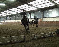 dressage horse Lord Fenton P (German Warmblood, 2008, from Lord Fantastic)